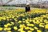 Da Lat: LED Lighting Application in Chrysanthemum Growing