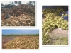 New Coconut-fired Biomass Plant Set for Thailand